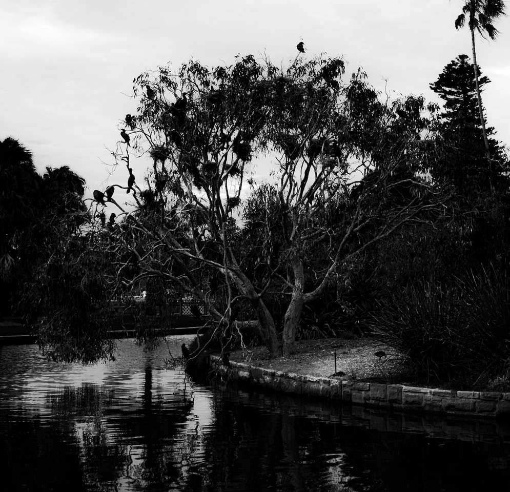 foto en escala de grises de árboles cerca del cuerpo de agua rompecabezas en línea