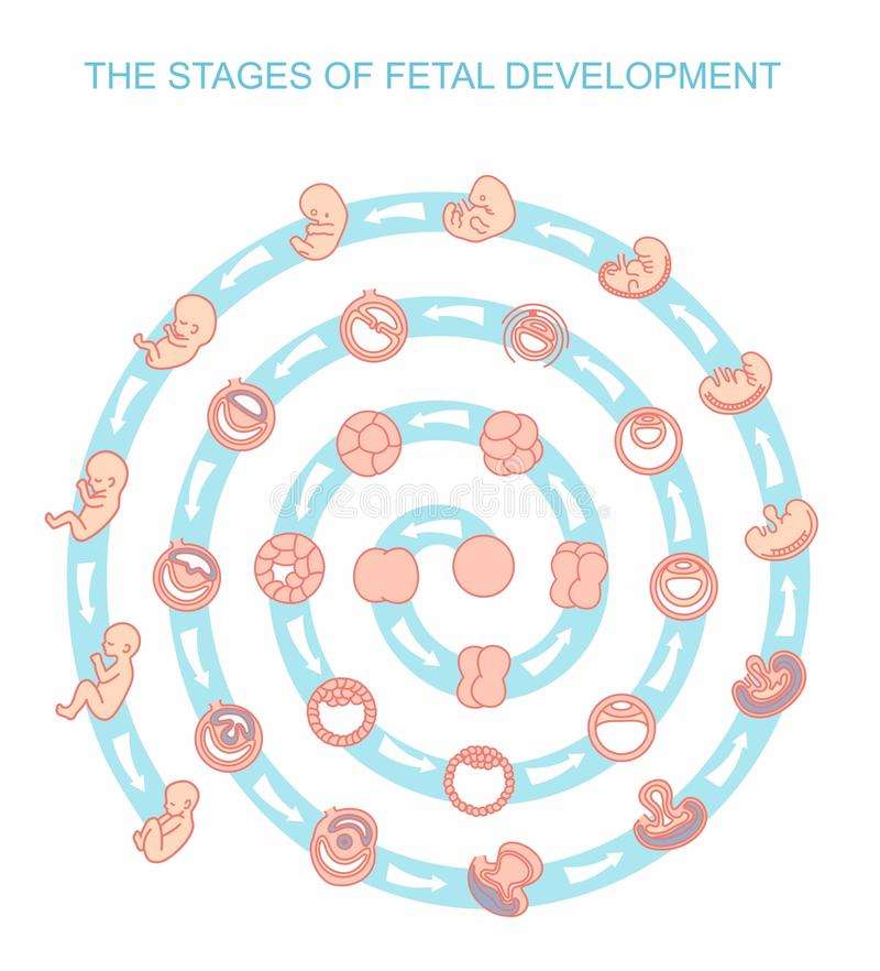 ембрионални етапи онлайн пъзел