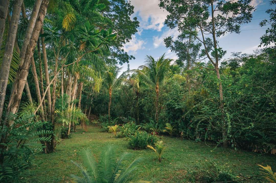 campo de grama verde cercado por palmeiras puzzle online