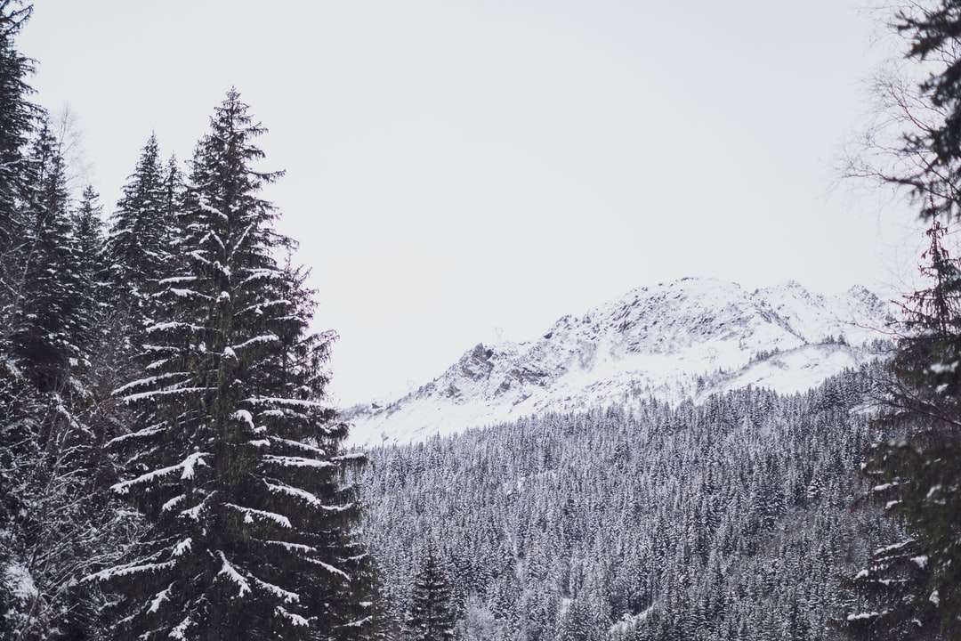 schneebedeckte Kiefern und Berge Online-Puzzle