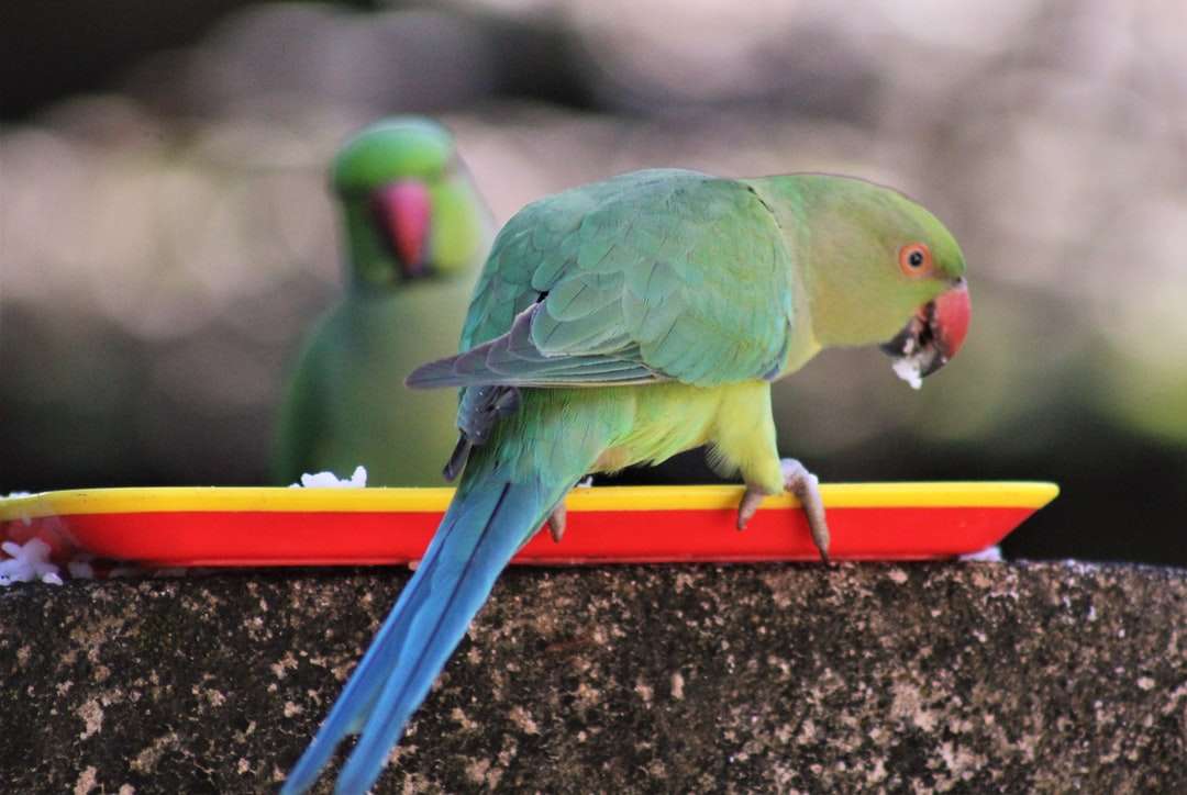 uccello verde e giallo sulla barra arancione puzzle online
