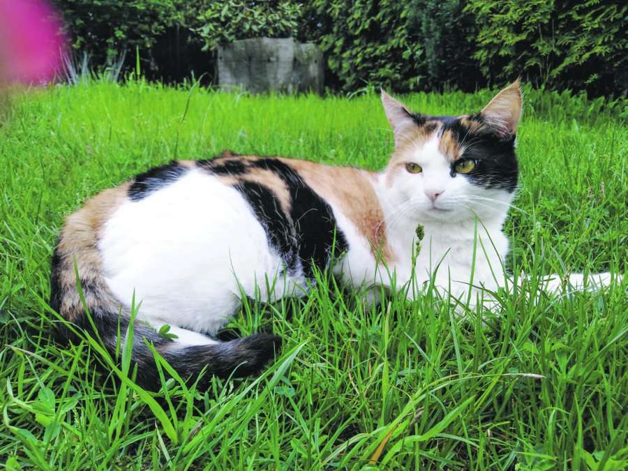 gatito en la hierba rompecabezas en línea