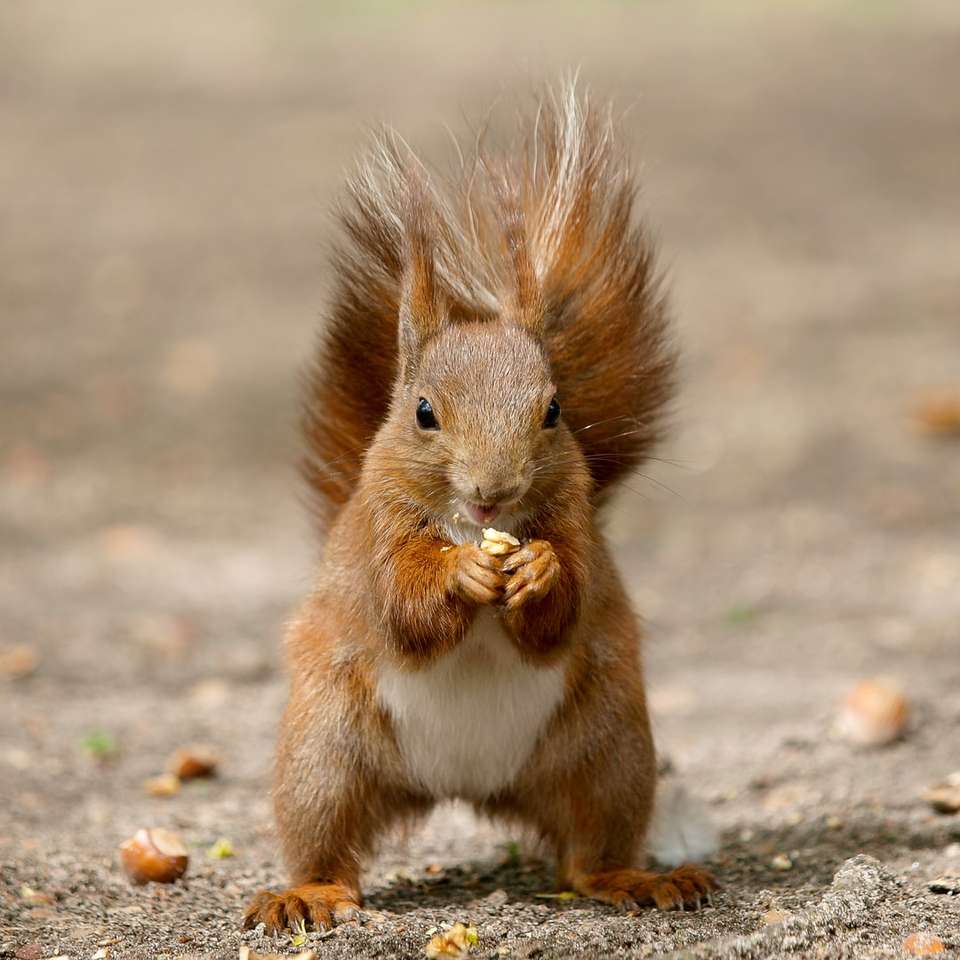 braunes Eichhörnchen auf grauem Grund während des Tages Puzzlespiel online