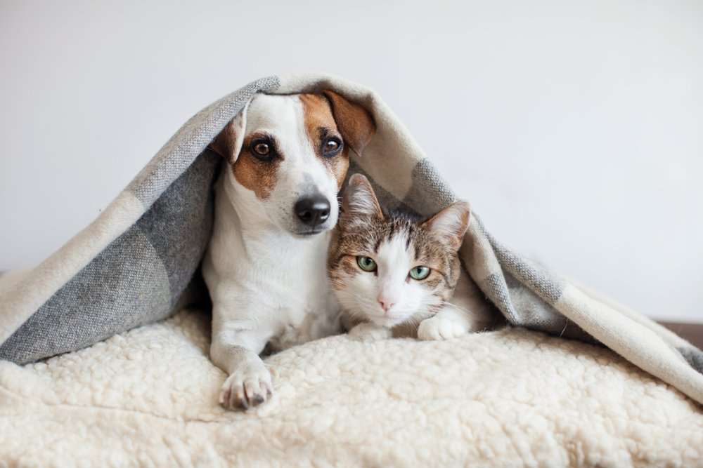Кошка и собака онлайн-пазл