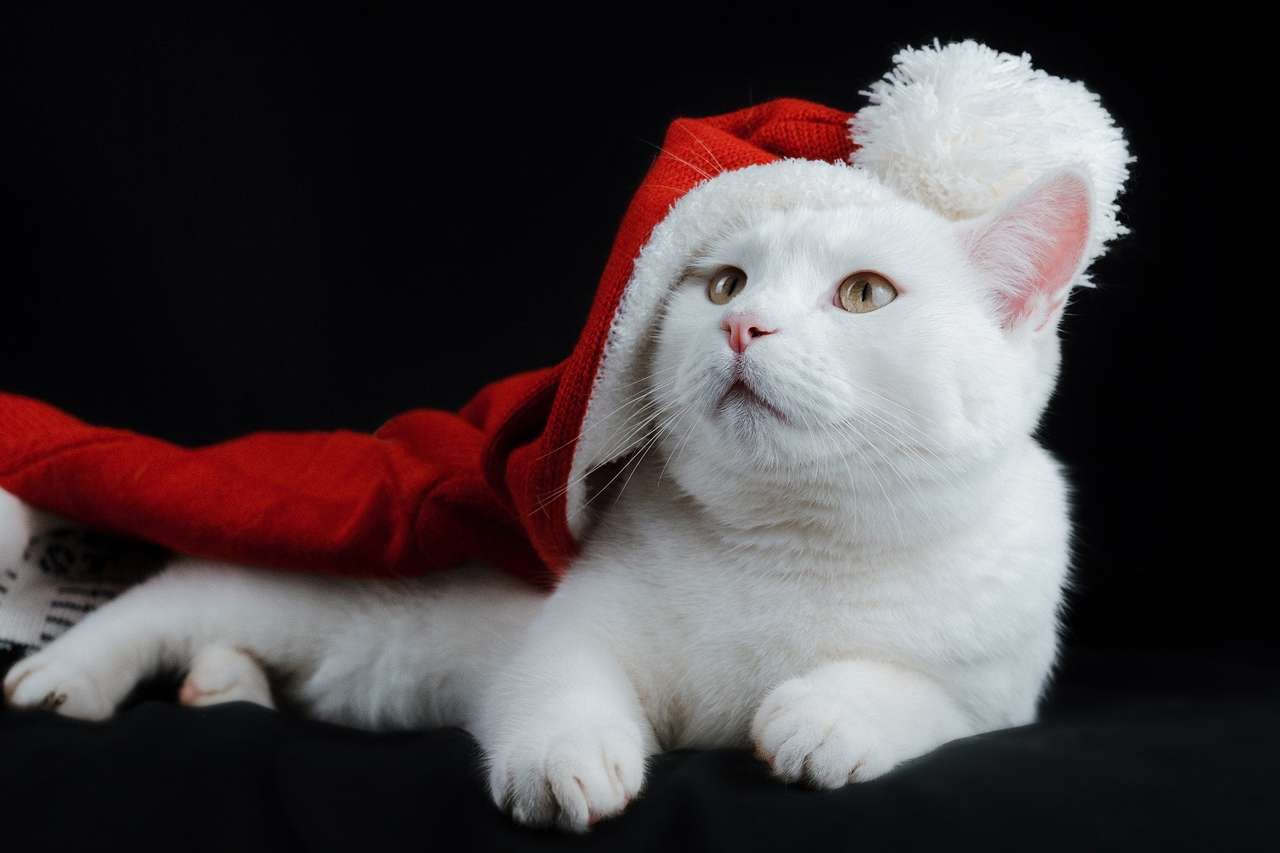 Vánoční kočka skládačky online