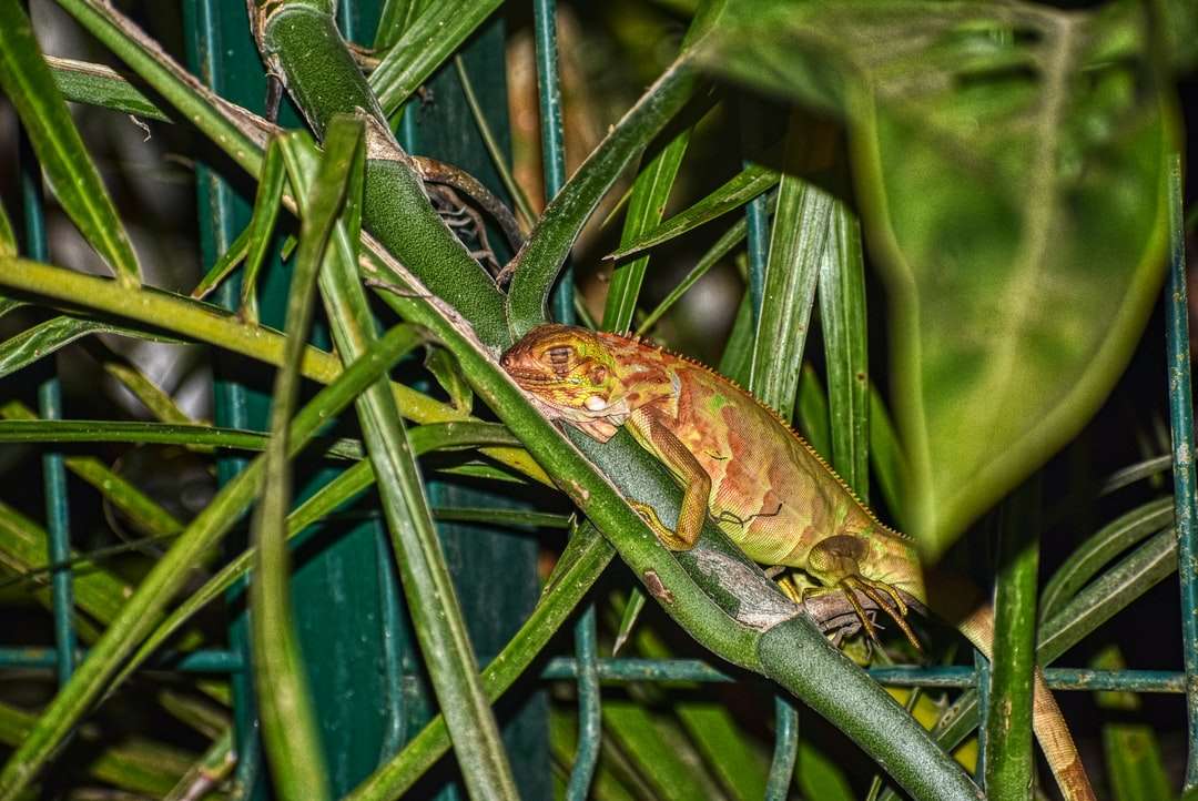 lagarto verde e marrom em folhas verdes quebra-cabeças online