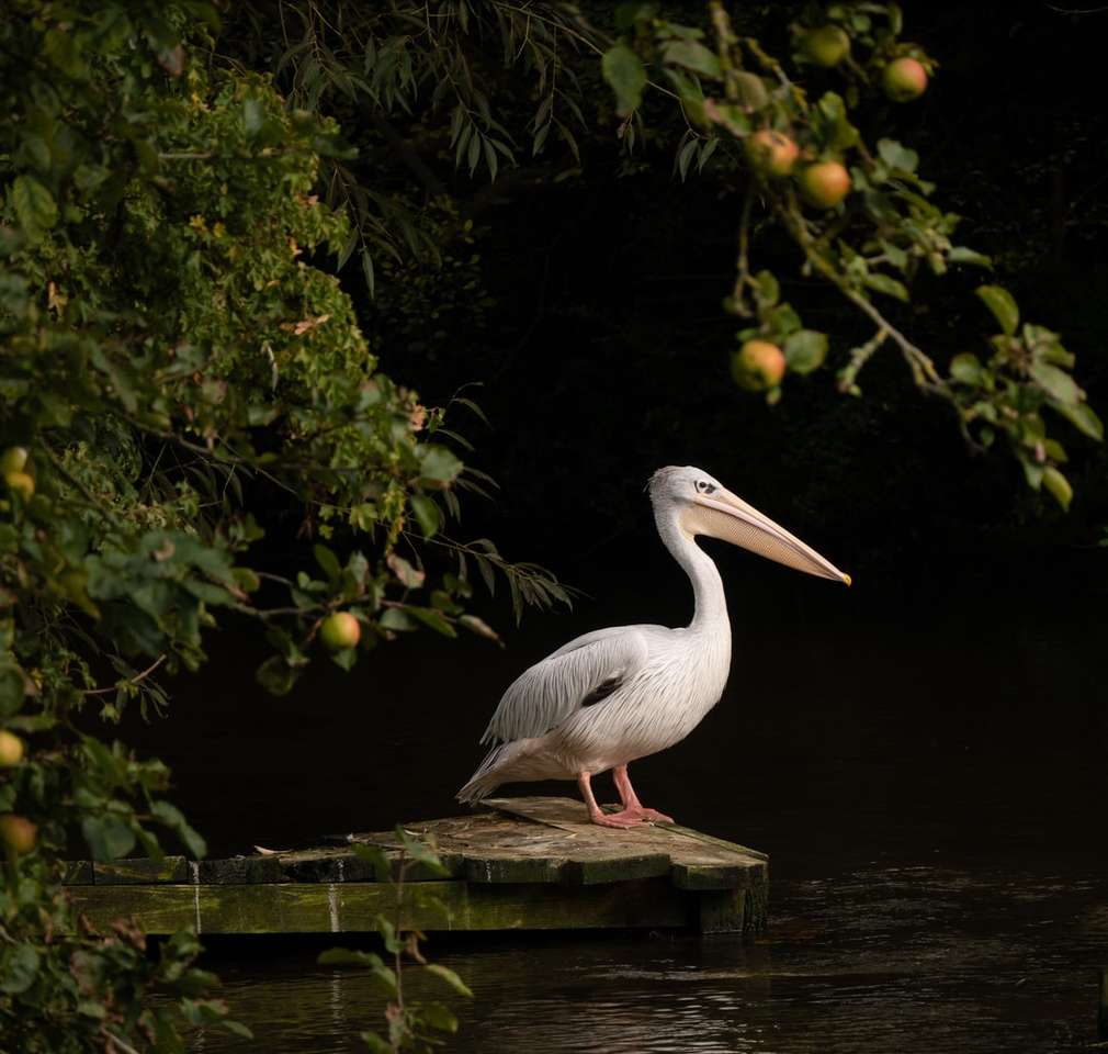 vit pelikan på brun träbrygga under dagtid Pussel online