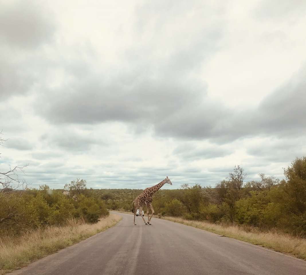 girafe sur route sous un ciel nuageux pendant la journée puzzle en ligne