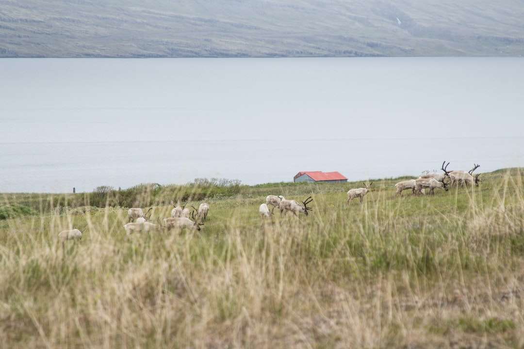 Rebaño de ovejas en el campo de hierba verde cerca del cuerpo de agua rompecabezas en línea