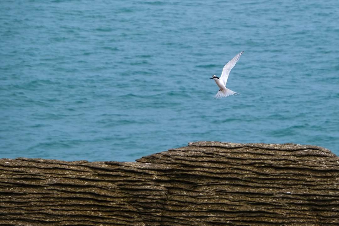 昼間に海の上を飛んでいる白い鳥 オンラインパズル