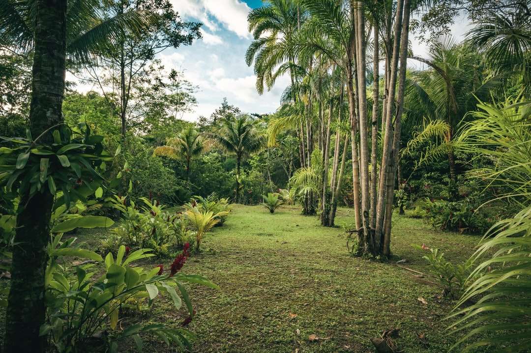 green grass field with green palm trees jigsaw puzzle online