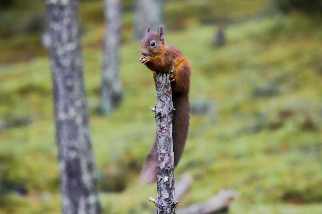scoiattolo marrone sul ramo di un albero durante il giorno puzzle online