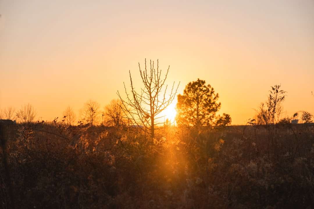 blattlose Bäume auf dem Feld während des Sonnenuntergangs Puzzlespiel online