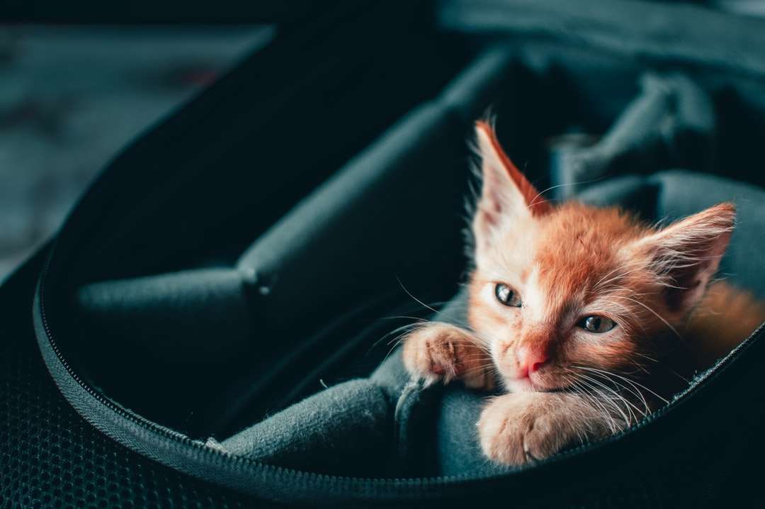 Gato atigrado naranja en el asiento del coche de cuero negro rompecabezas en línea
