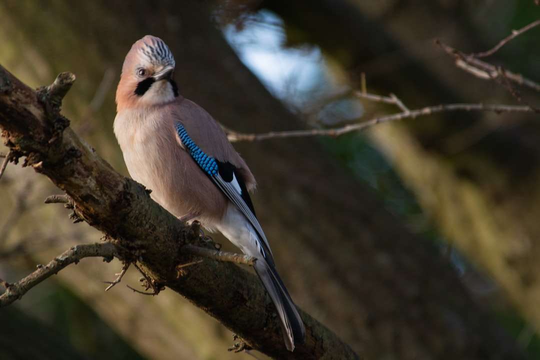uccello blu e bianco sul ramo di un albero marrone puzzle online