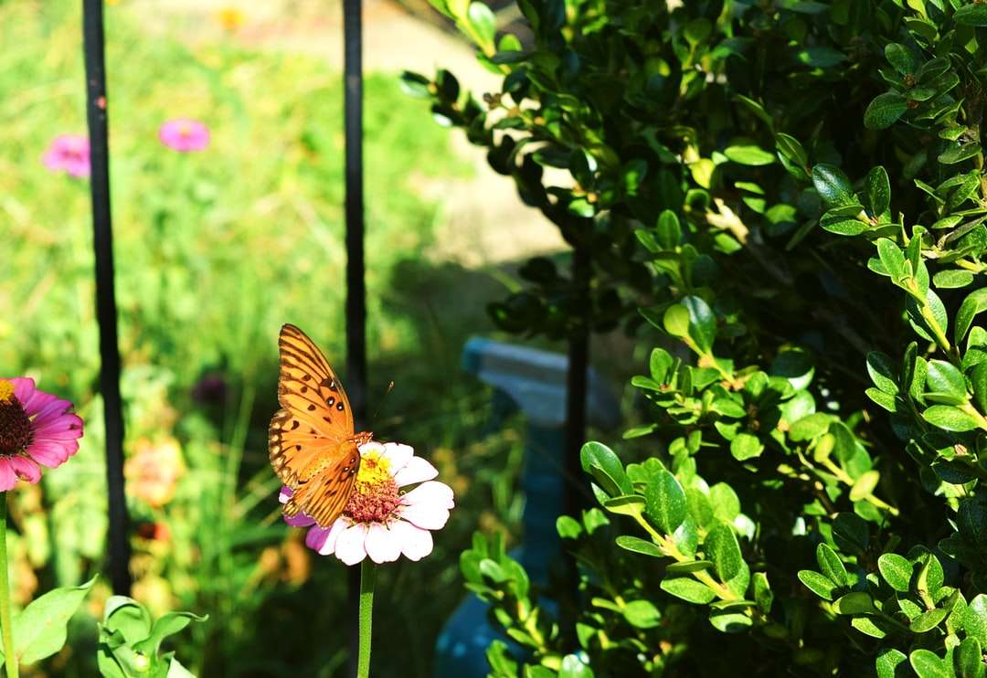кафява пеперуда, кацнала на бяло цвете през деня онлайн пъзел