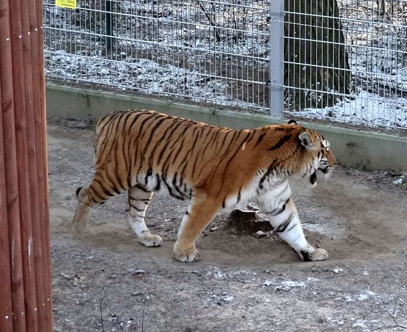 Sibirisk tiger pussel på nätet