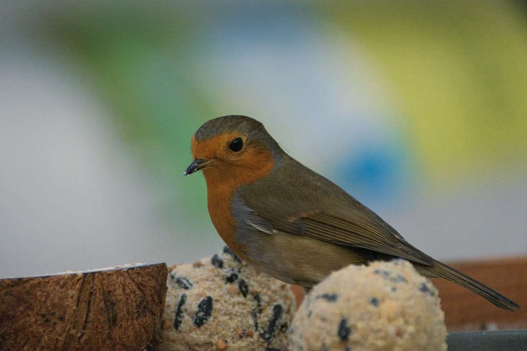 коричневая и серая птица на коричневом деревянном заборе пазл онлайн