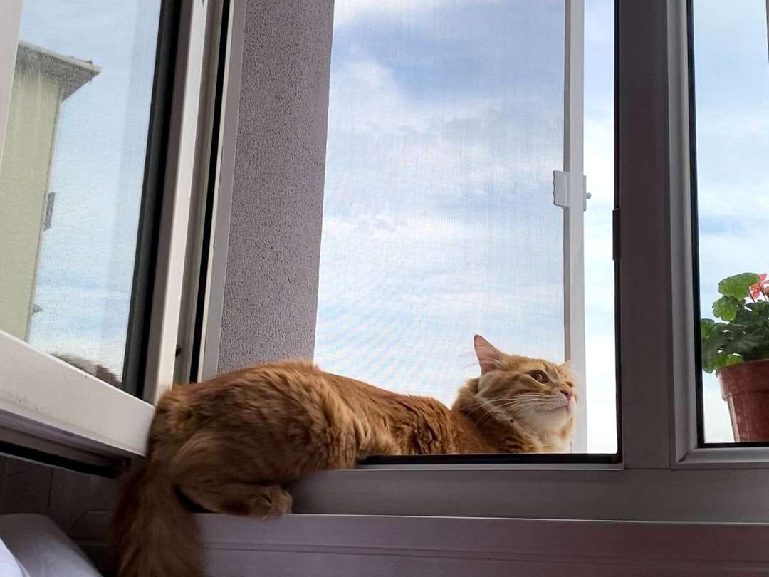 оранжева табби котка, лежаща на прозореца онлайн пъзел