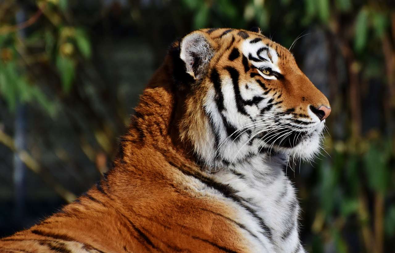 тигр в лесу пазл онлайн