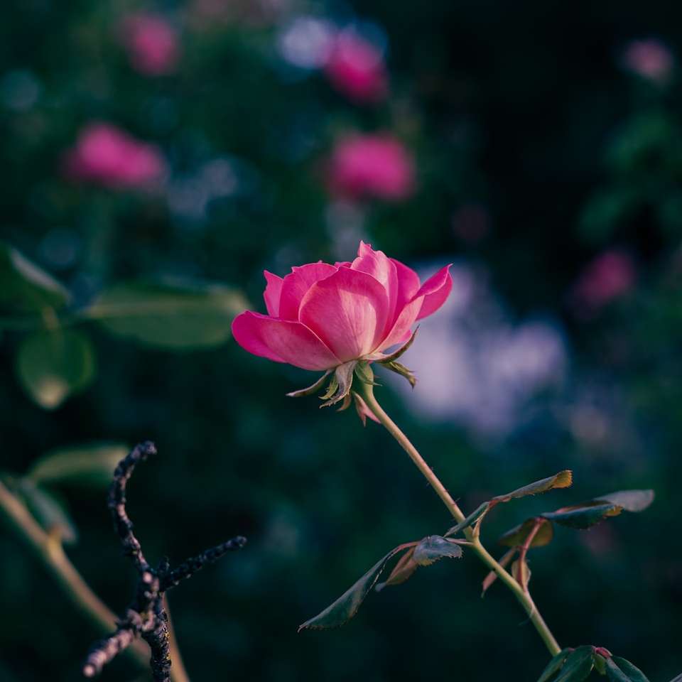 rosa Rose in voller Blüte während des Tages Puzzlespiel online