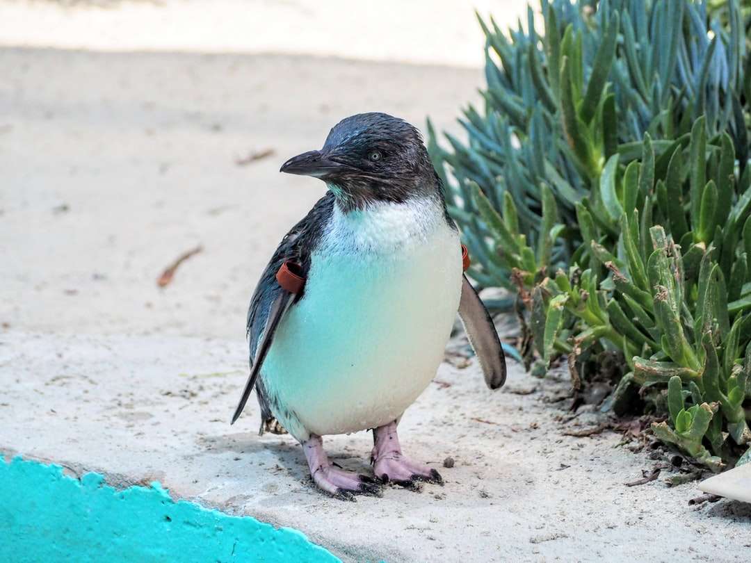 witte en zwarte pinguïn op wit zand overdag online puzzel