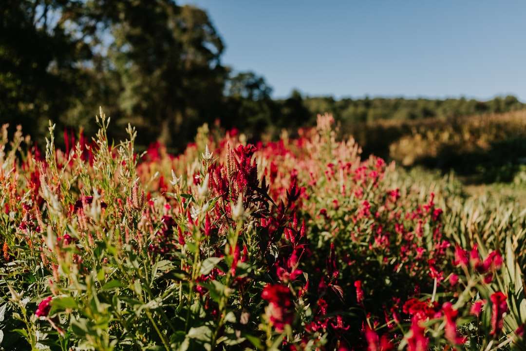 червени цветя под синьо небе през деня онлайн пъзел