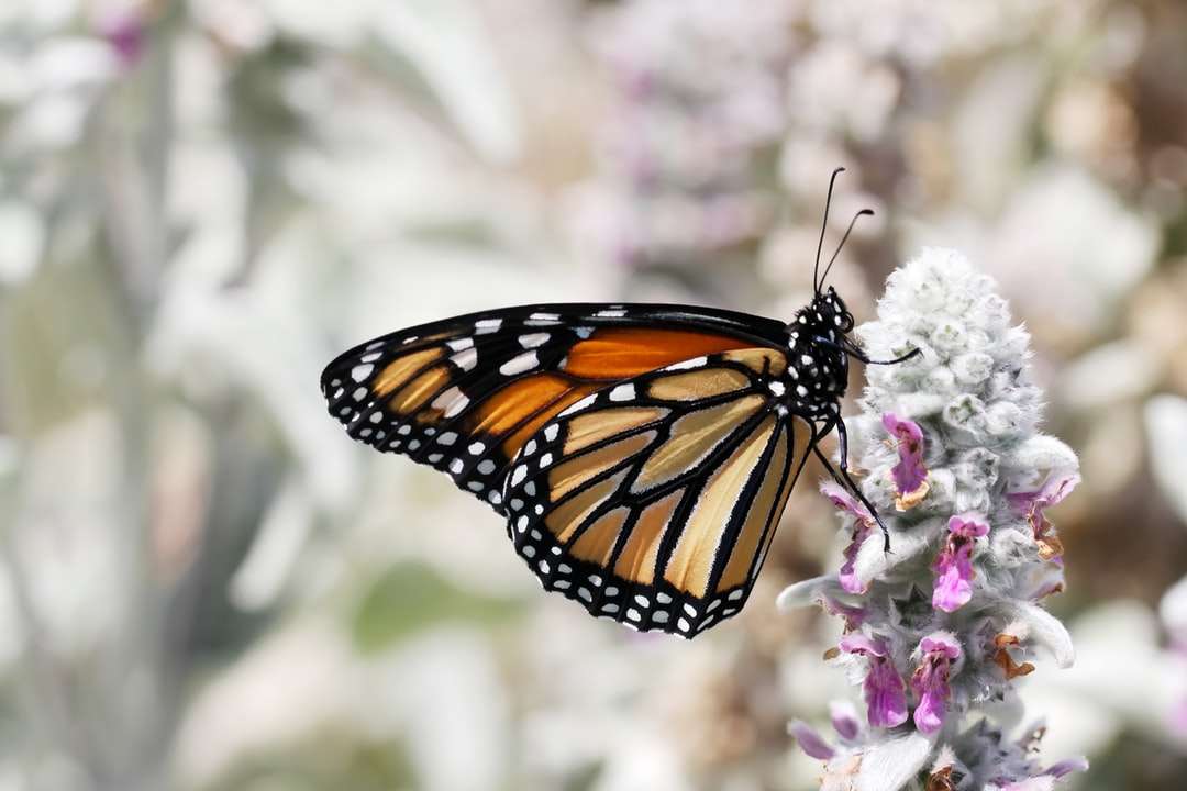 пеперуда монарх, кацнала на лилаво цвете онлайн пъзел