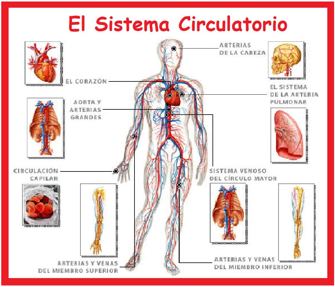 The circulatory system online puzzle
