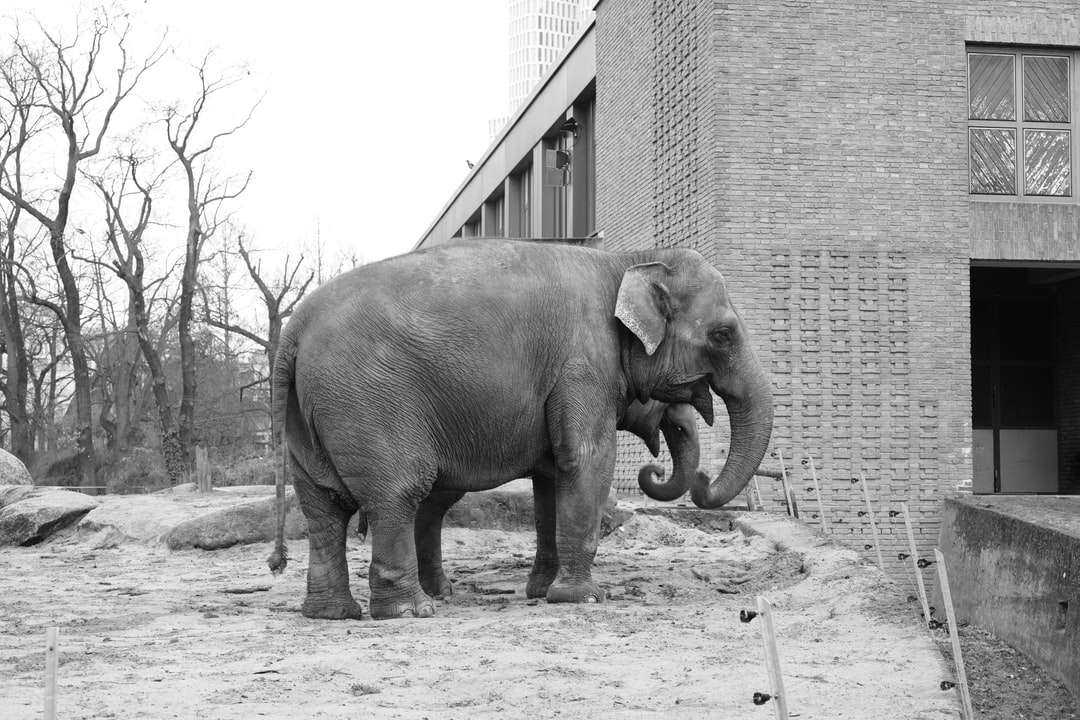 gråskalefoto av elefanten som går på vägen Pussel online