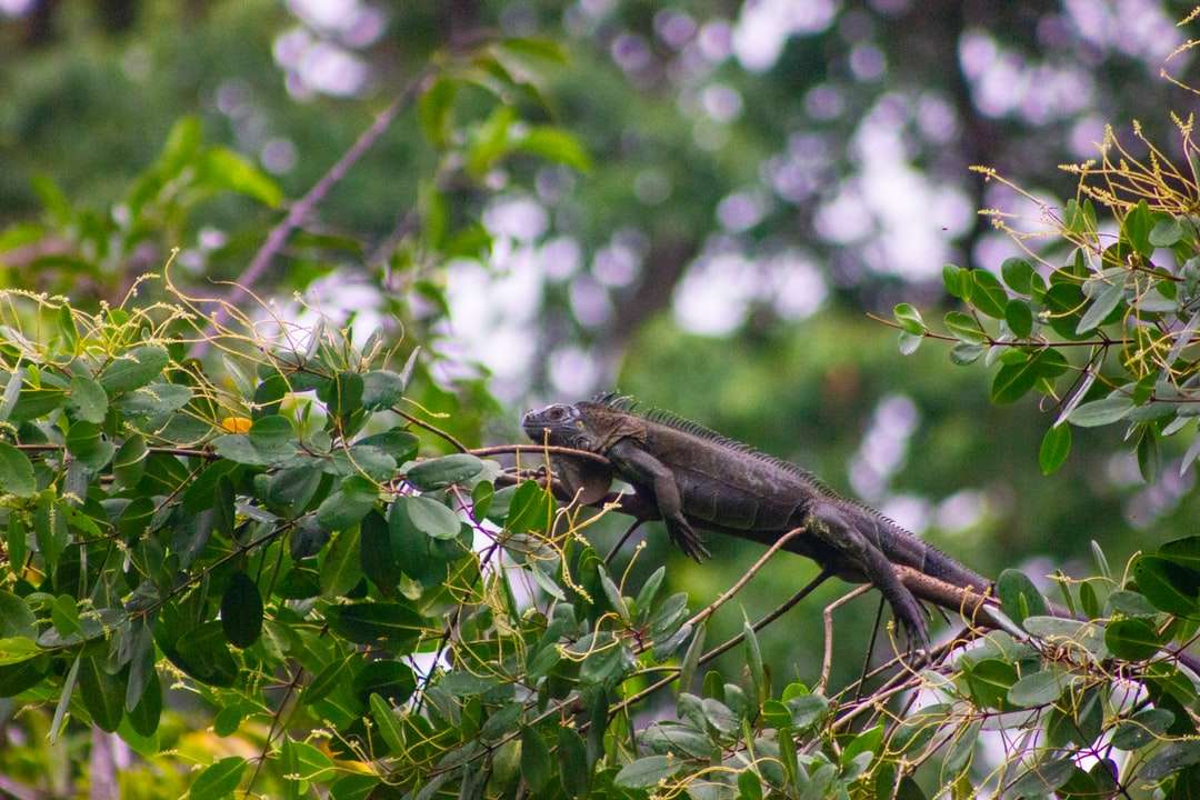 brown and black lizard on green leaf tree during daytime online puzzle