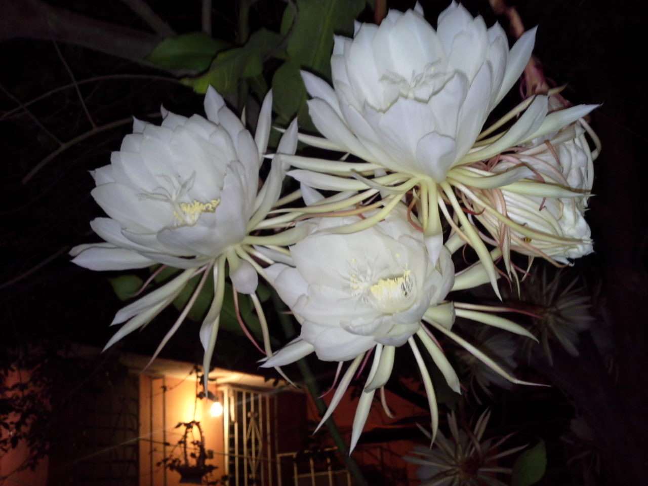 нощно цвете онлайн пъзел