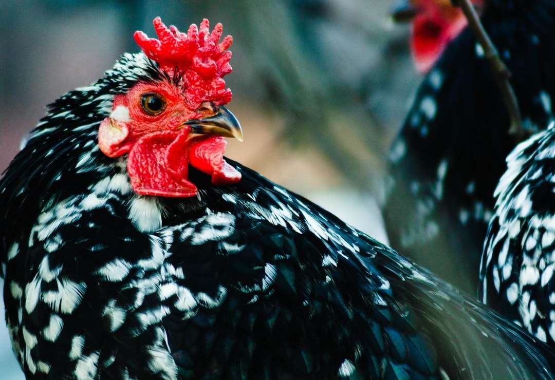 svartvitt kyckling i närbildfotografering Pussel online