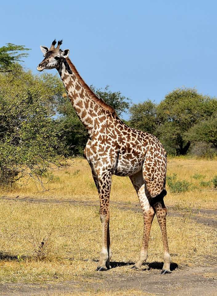 Жираф....... онлайн пазл