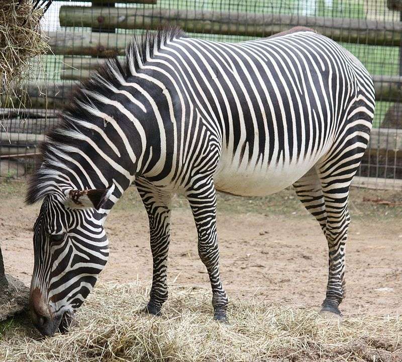 Brindle zebra pussel på nätet