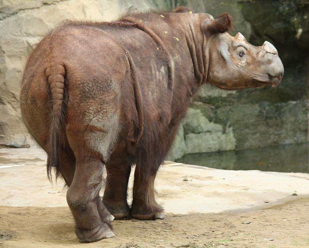 Суматранский носорог онлайн-пазл