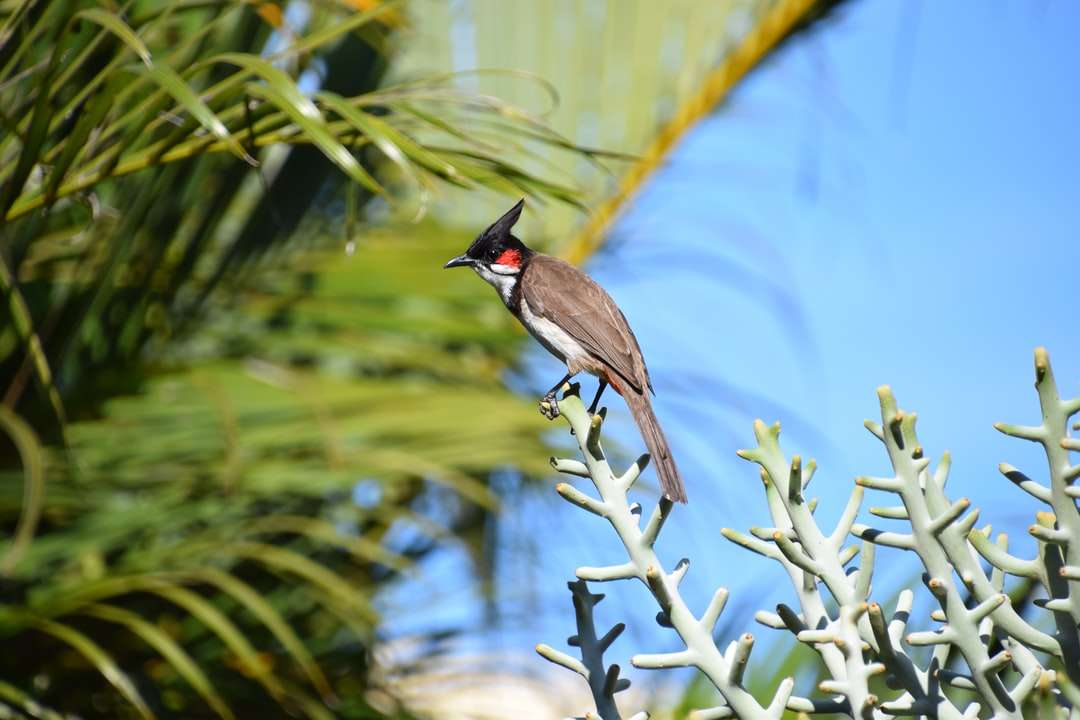 коричневая и черная птица на стебле белого растения в дневное время онлайн-пазл