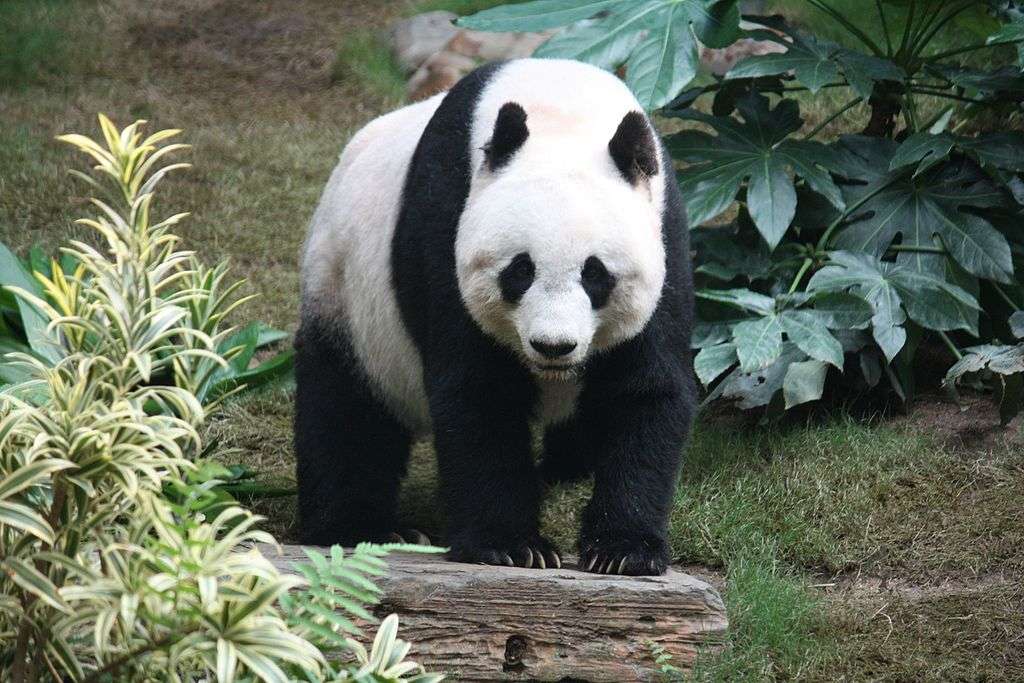 Grote panda online puzzel