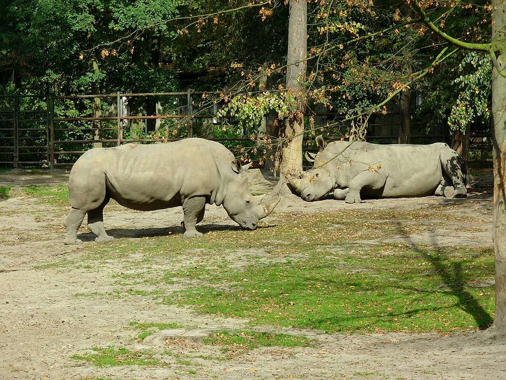 Rinoceronte blanco rompecabezas en línea