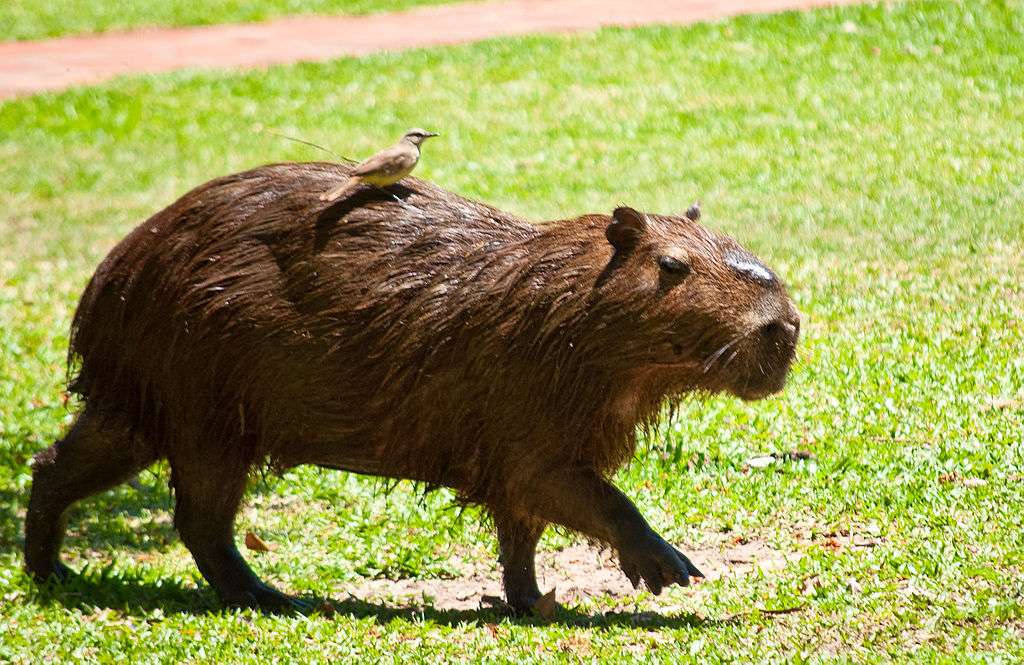 Capybara ..... pussel på nätet