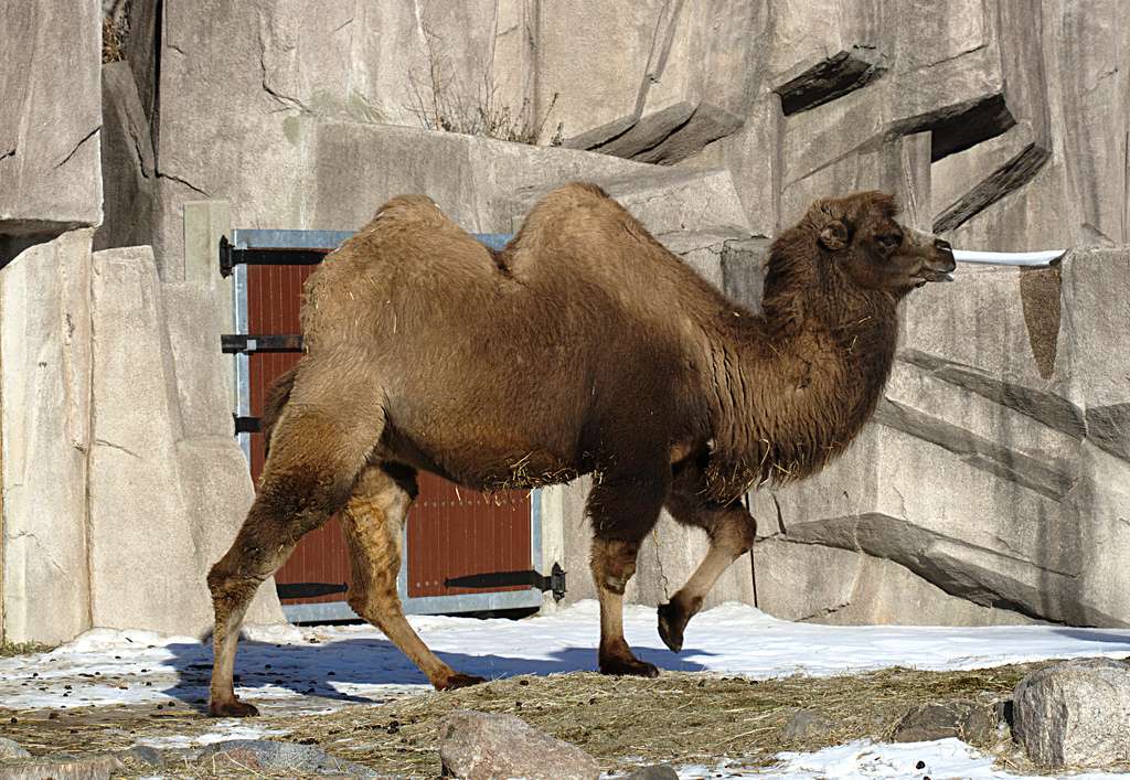 camello bactriano rompecabezas en línea