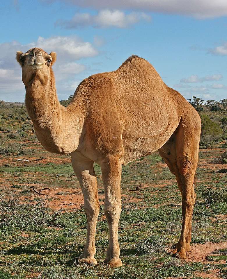 Il cammello dromedario puzzle online