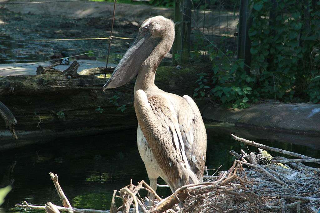 Зоопарк Антверпена пазл онлайн