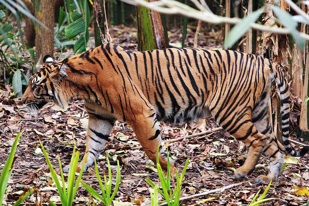 Sumatra-Tiger Online-Puzzle
