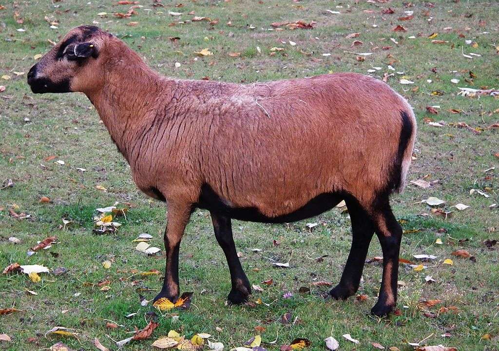 Камерунска овца онлайн пъзел