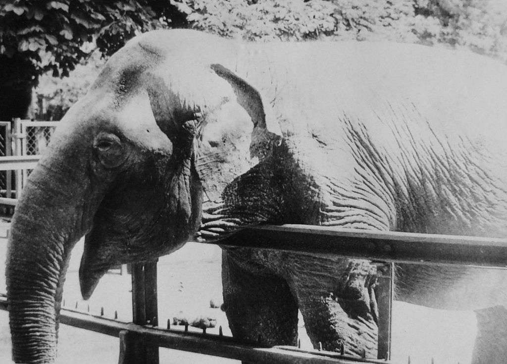 Κίνγκα (ελέφαντας) παζλ online