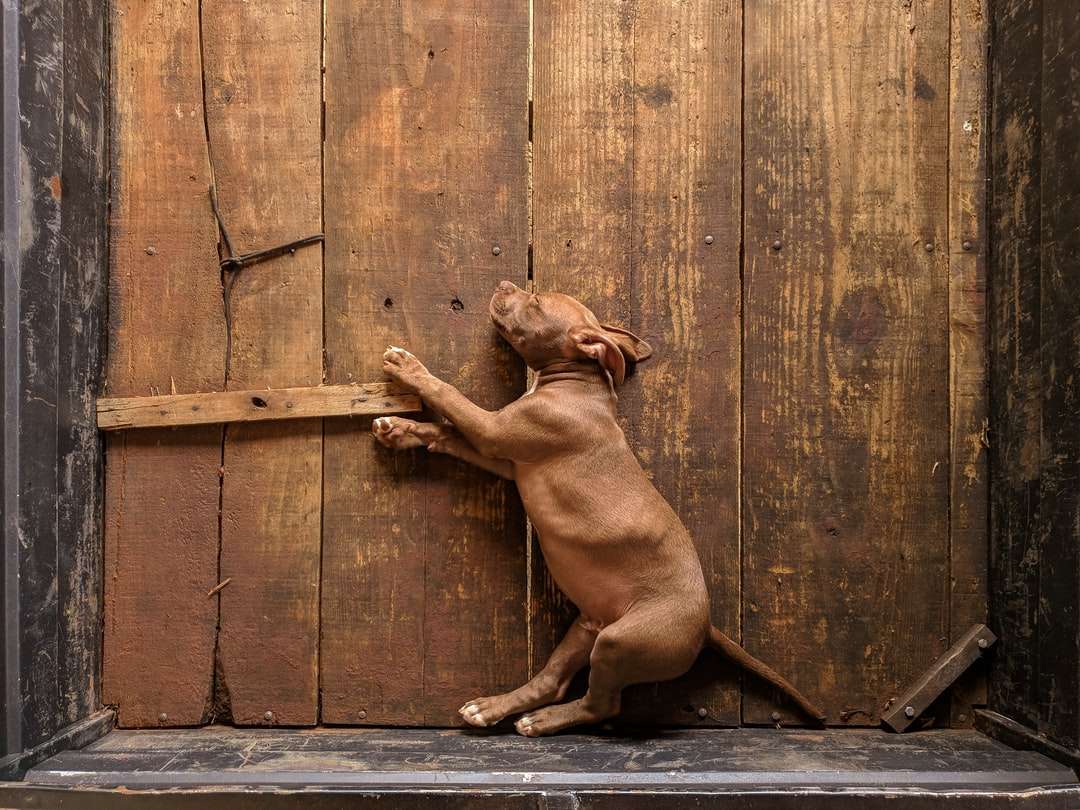 Perro de pelo corto marrón acostado sobre un piso de madera rompecabezas en línea