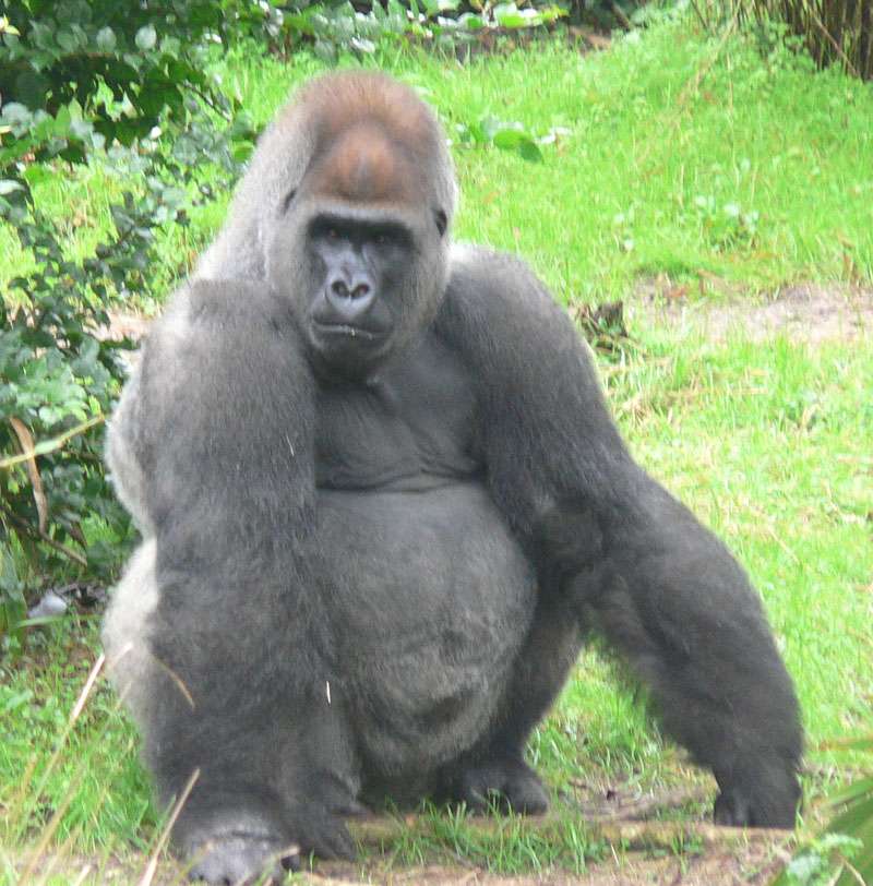 Gorila nížinná skládačky online