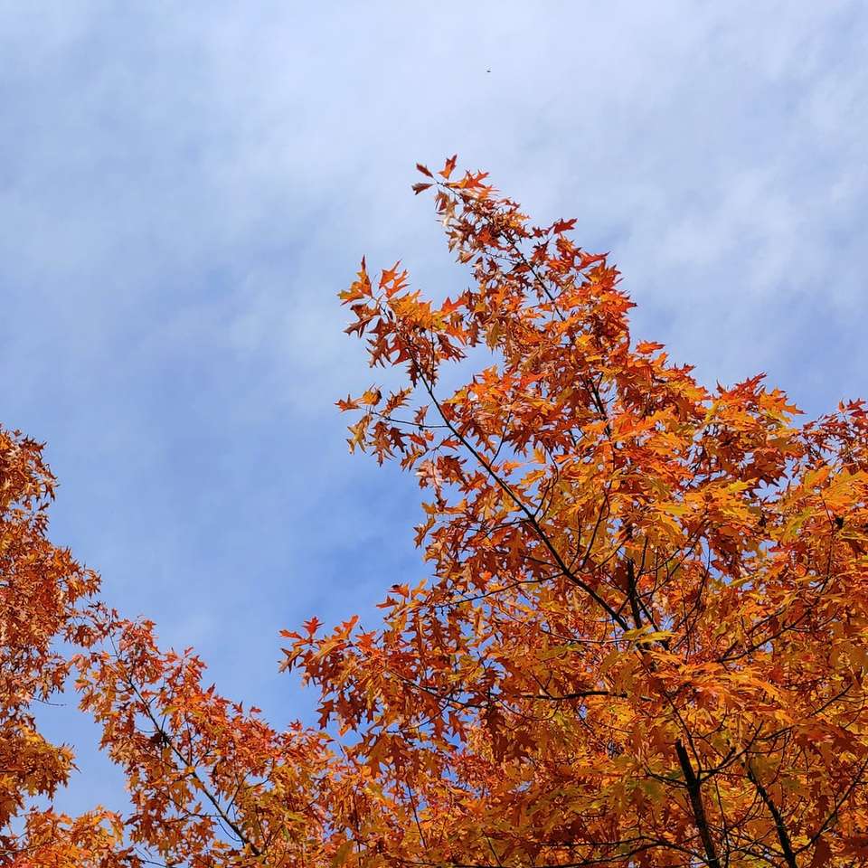 foglie marroni sotto nuvole bianche puzzle online