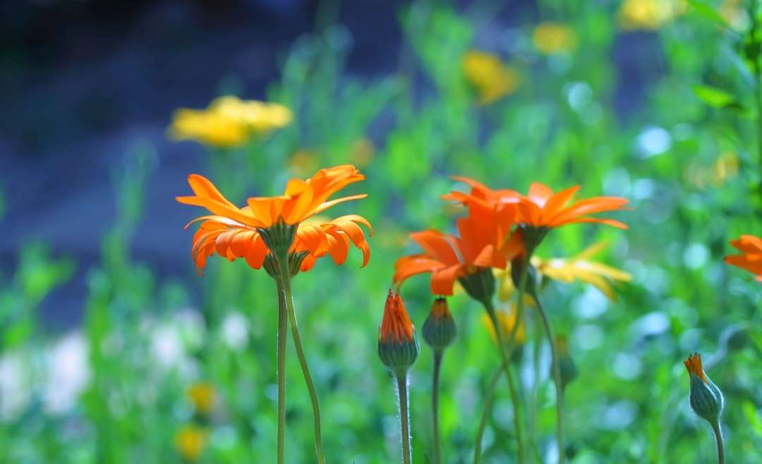 oranje bloem in tilt-shift lens legpuzzel online